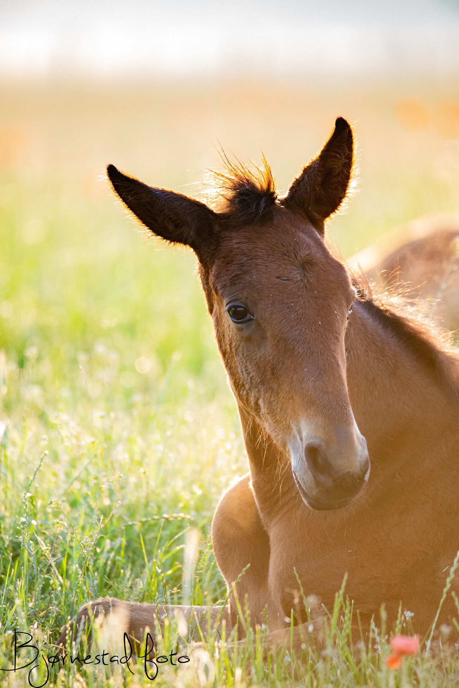 Nikon D600 sample photo. Horse, wildlife, expensive photography
