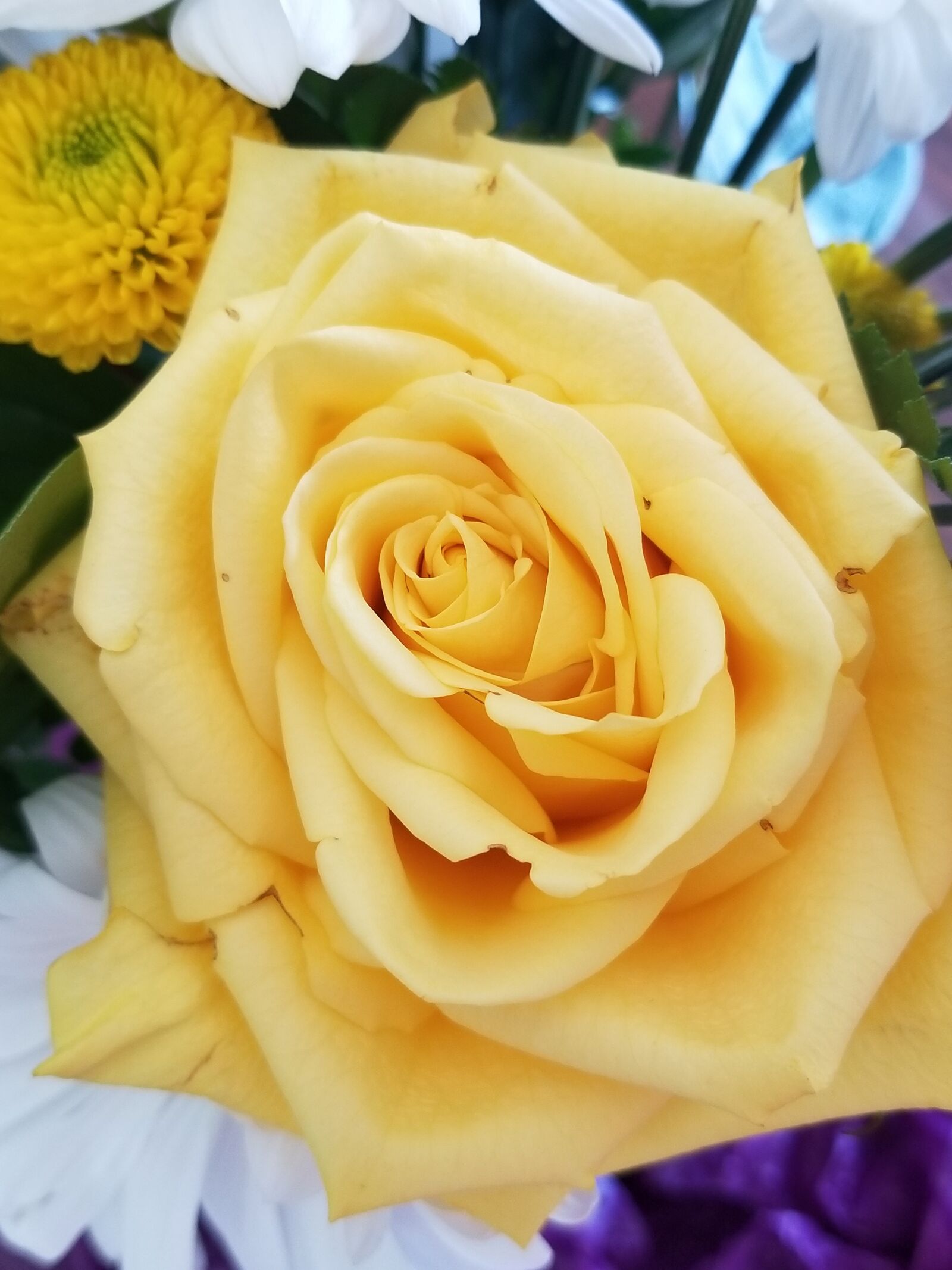 Samsung Galaxy S8 sample photo. Daisy, flower, daisies photography
