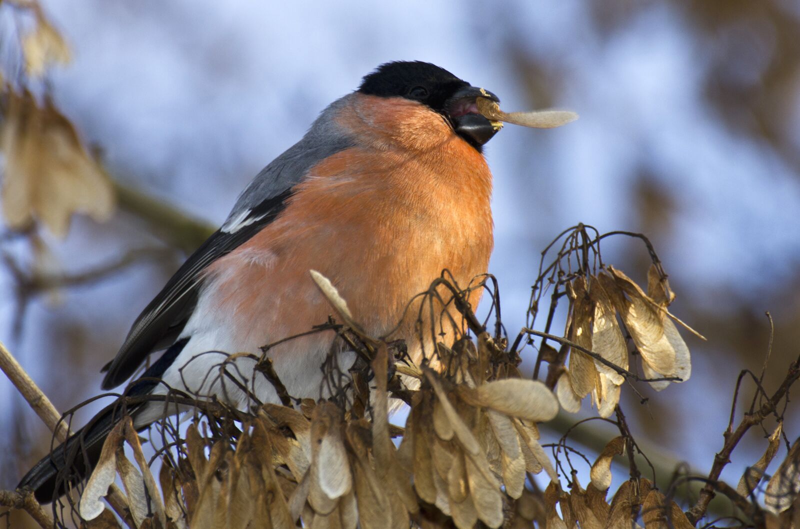 Canon EOS 550D (EOS Rebel T2i / EOS Kiss X4) sample photo. Gimpel, bird, bill photography