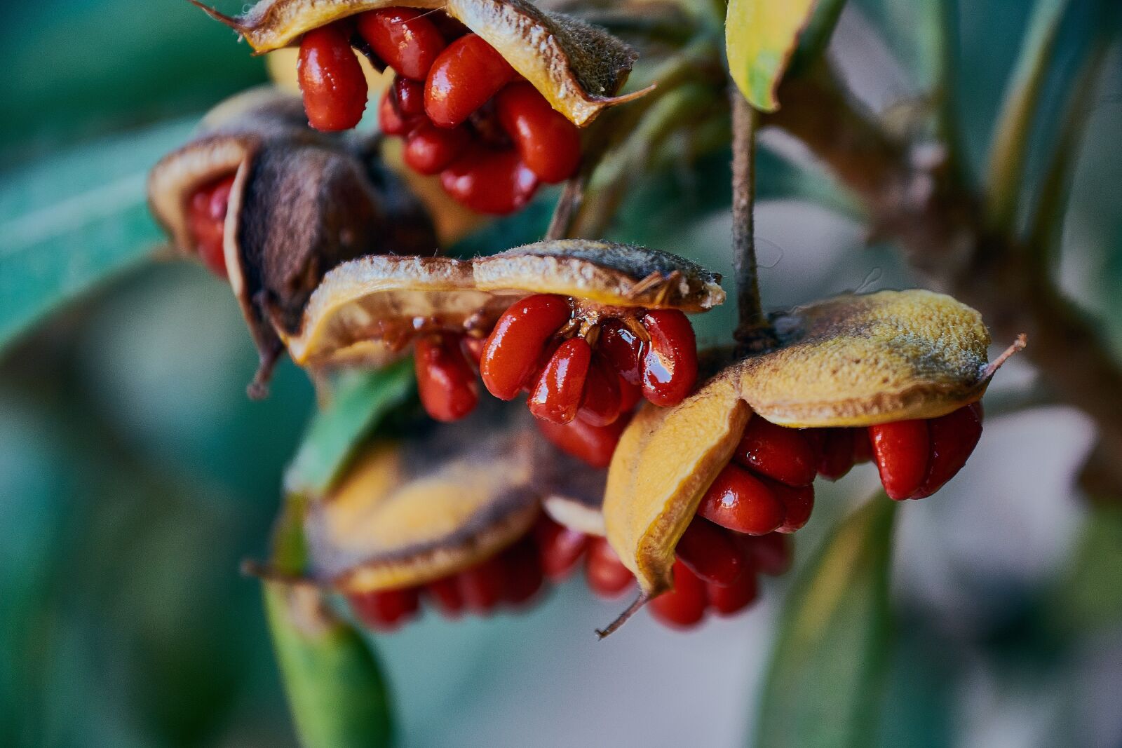 Nikon D7200 sample photo. Red, garden, green photography