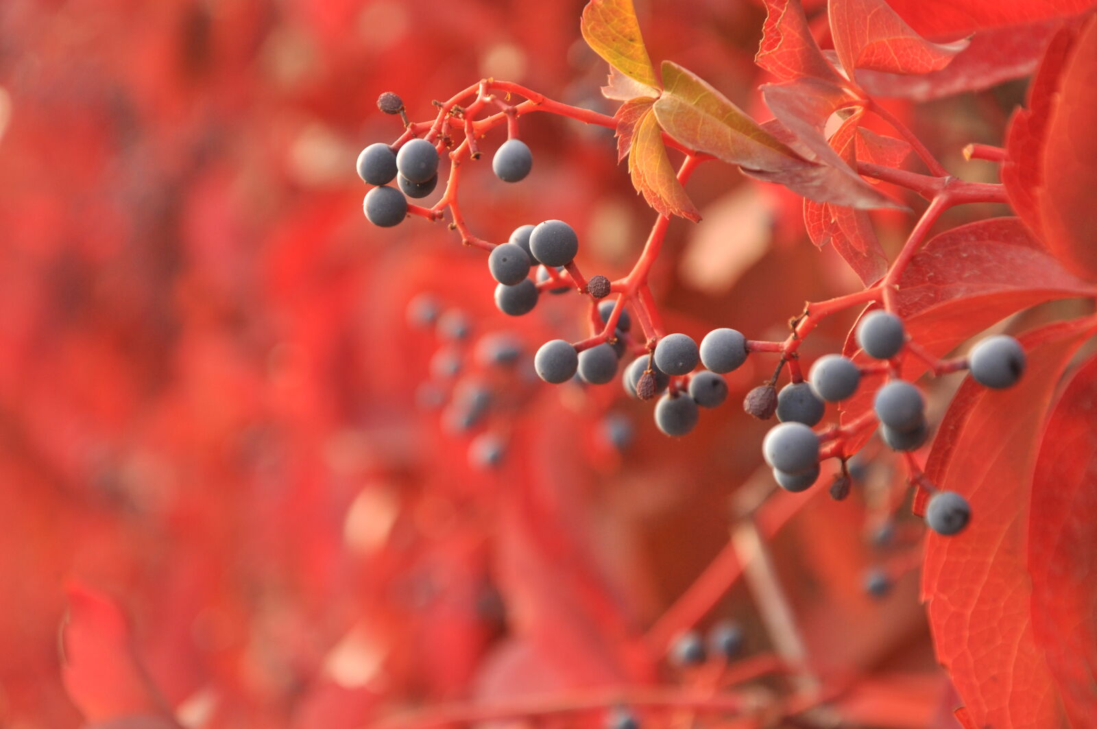 Nikon D90 sample photo. Autumn, berries, blur, branch photography