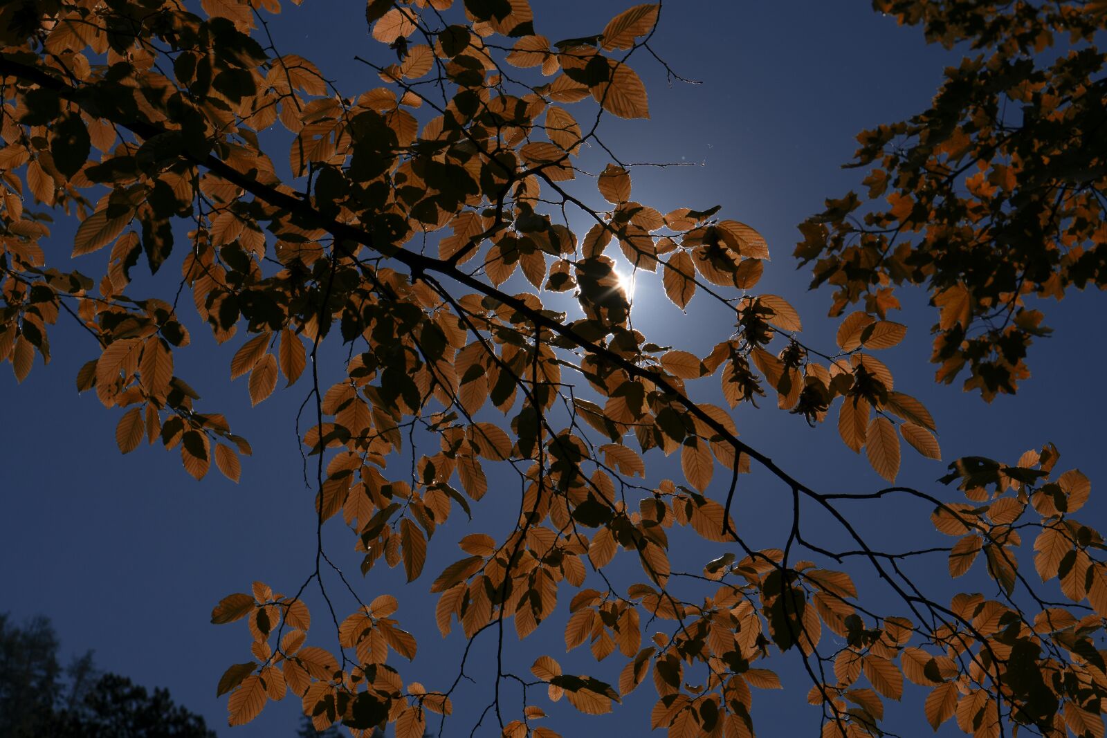 Sony a6000 sample photo. Leaves, sun, autumn photography