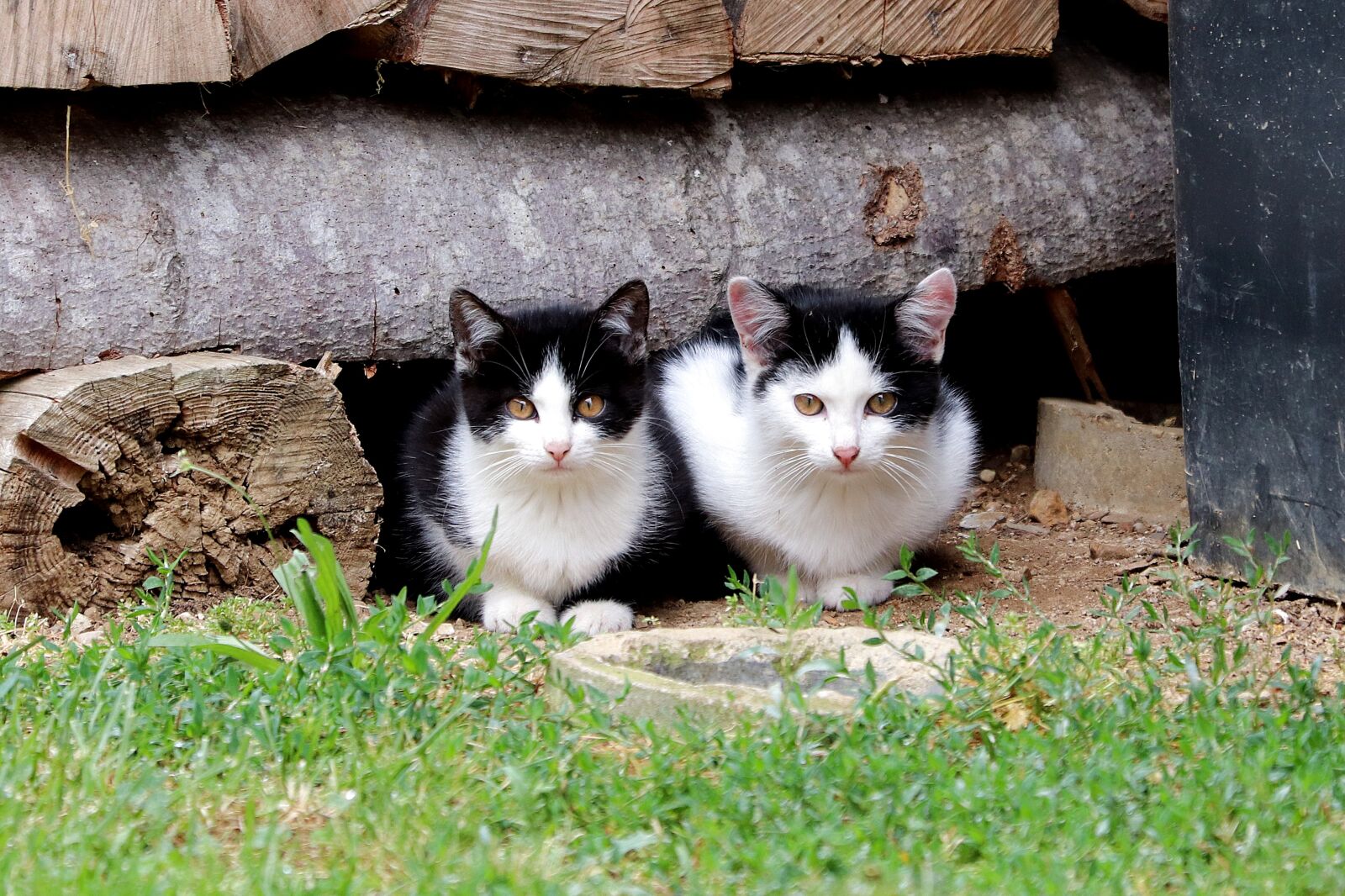Canon EOS 77D (EOS 9000D / EOS 770D) sample photo. Cat, young, cat face photography