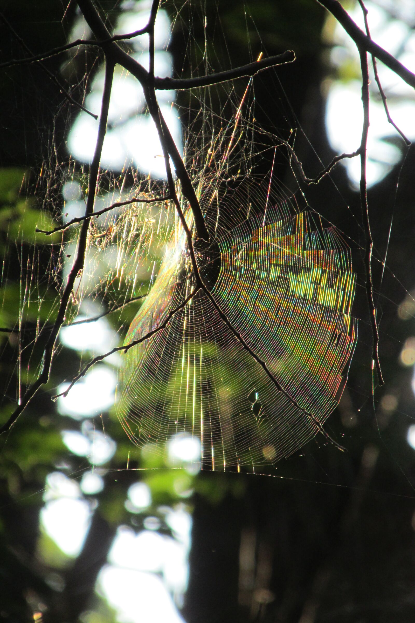 Canon PowerShot SX160 IS sample photo. Spider, web, nature photography
