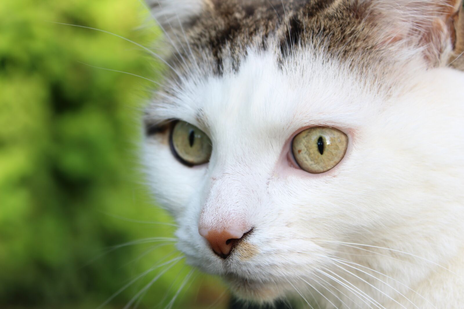 Canon EOS 600D (Rebel EOS T3i / EOS Kiss X5) sample photo. Cute, cat, animal photography