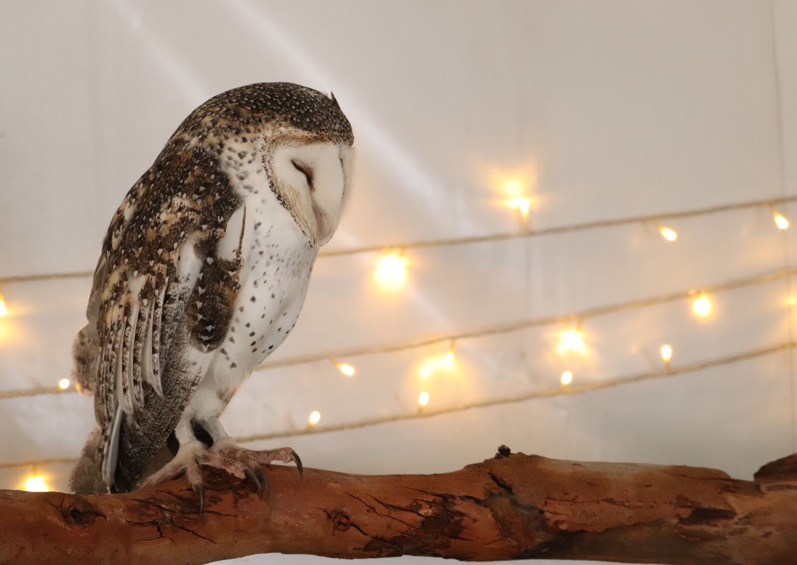 Canon EF-S 55-250mm F4-5.6 IS STM sample photo. Owl, nocturnal, raptor photography