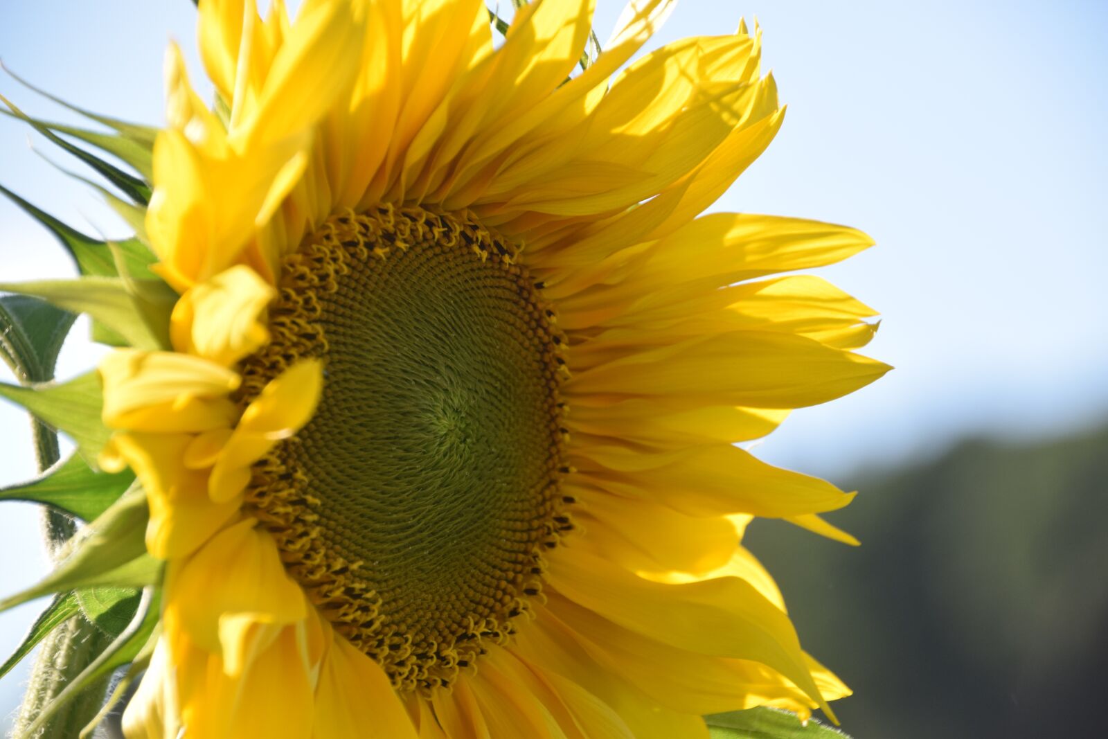 Nikon D3300 sample photo. Sunflower, summer, helianthos photography