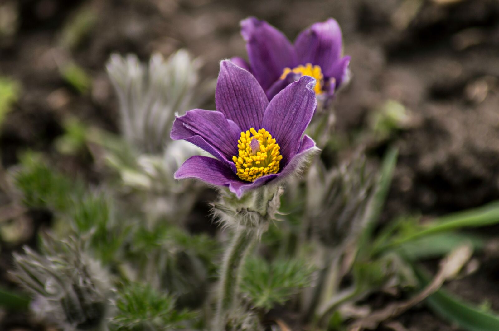 Nikon D3200 sample photo. Nature, flower, plant photography