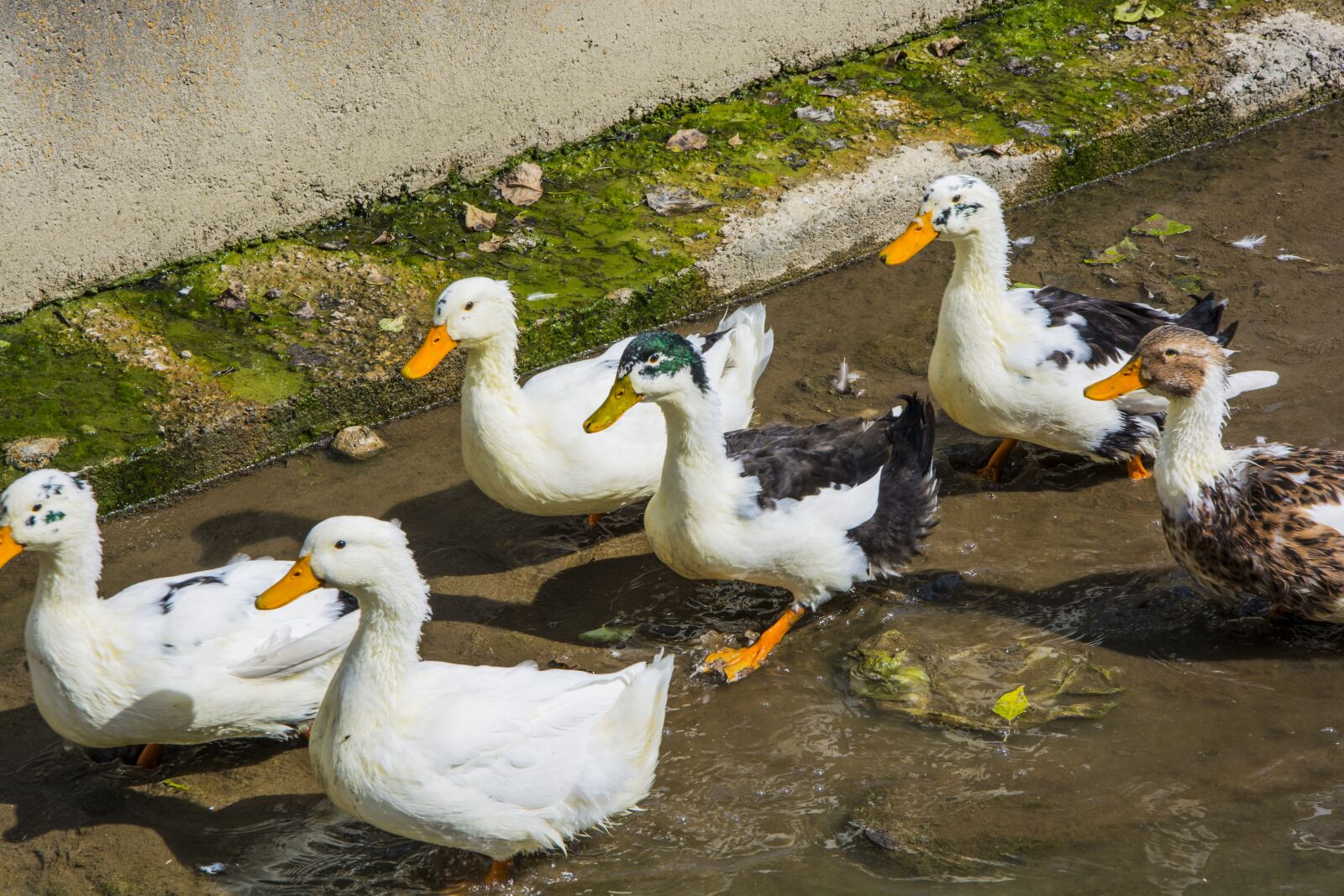 Nikon D5200 sample photo. Duck, dd, nature photography
