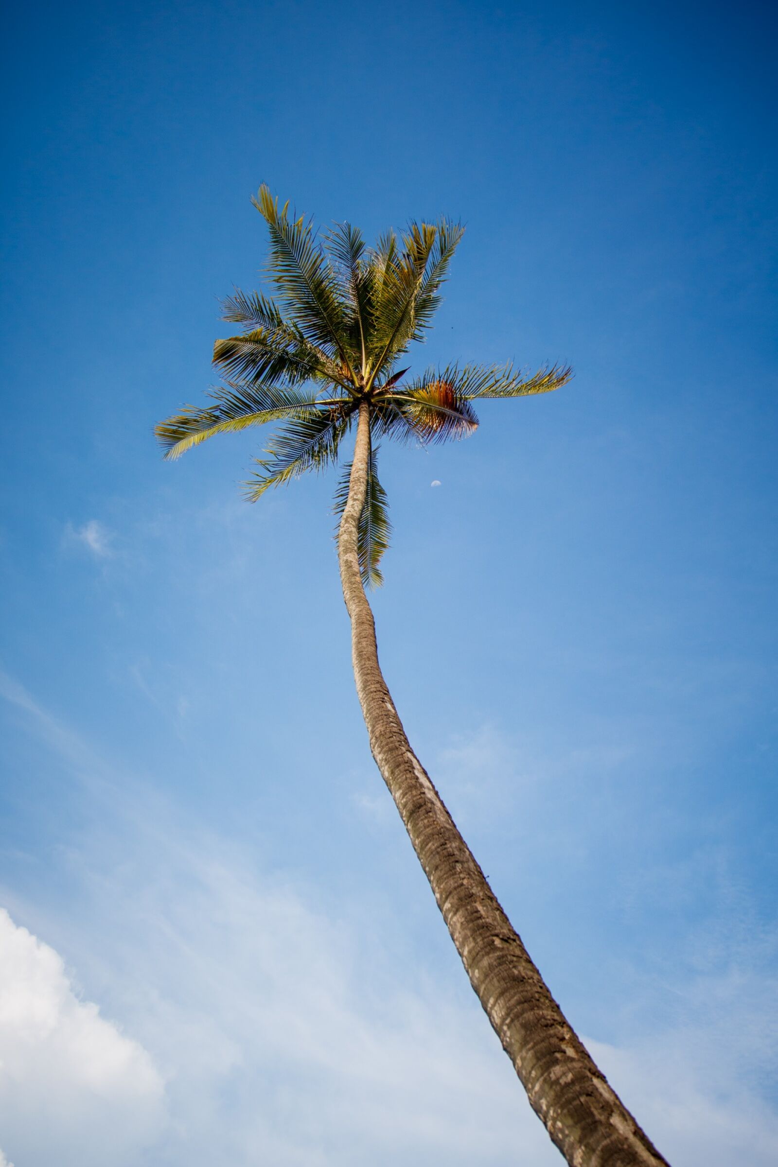 Canon EOS 750D (EOS Rebel T6i / EOS Kiss X8i) sample photo. Coconut, tree, sky photography
