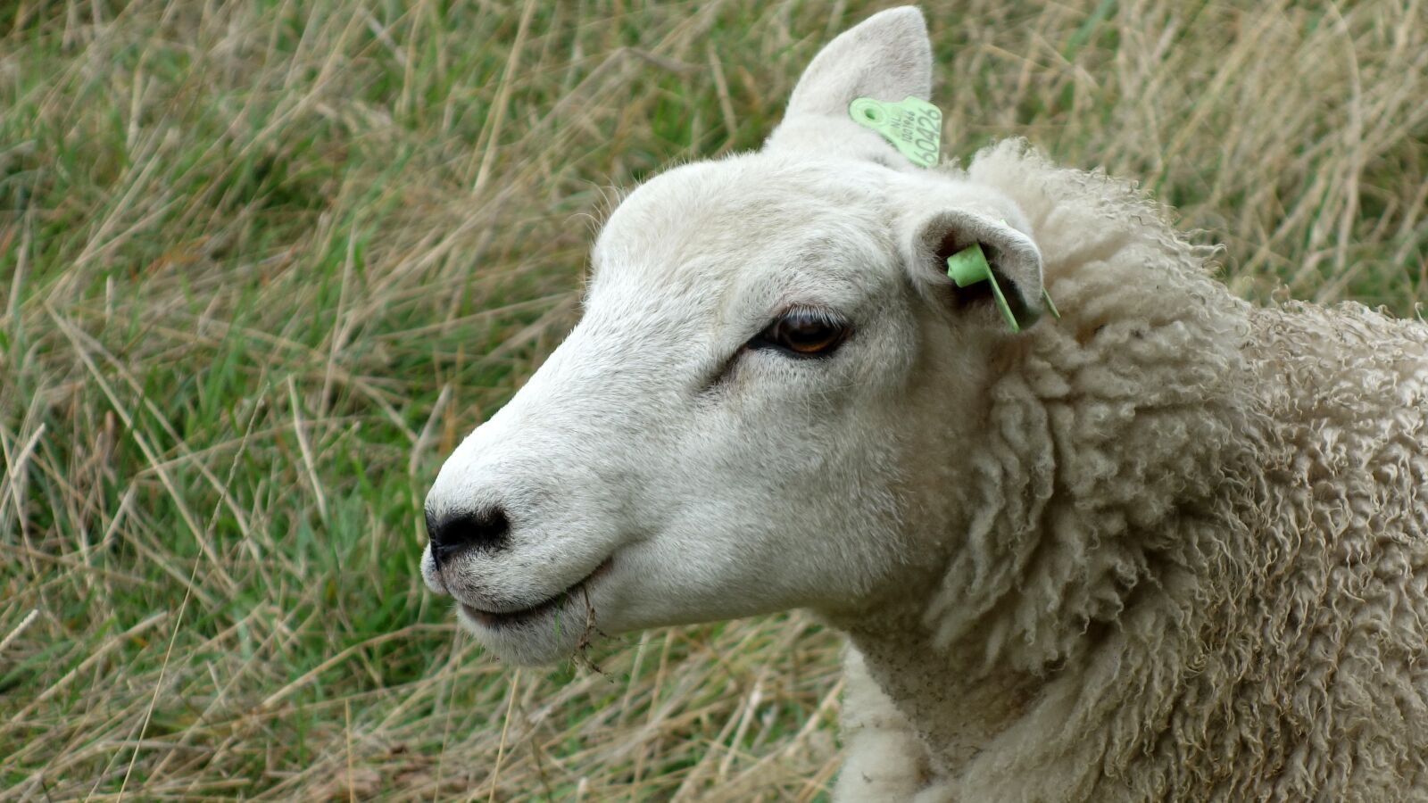 Sony Cyber-shot DSC-RX100 sample photo. Sheep, portrait, head photography