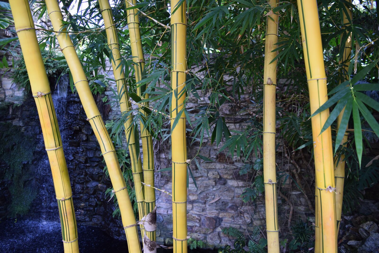 Nikon D5300 sample photo. Bamboo, exotic, strong photography
