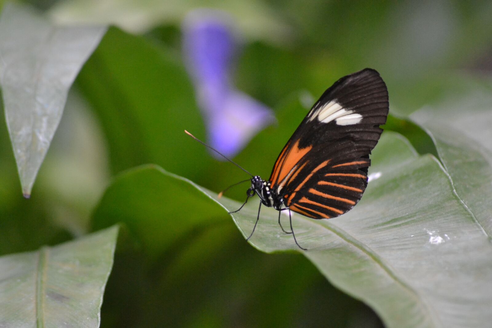 Nikon D3100 sample photo. Butterfly, orange, insect photography