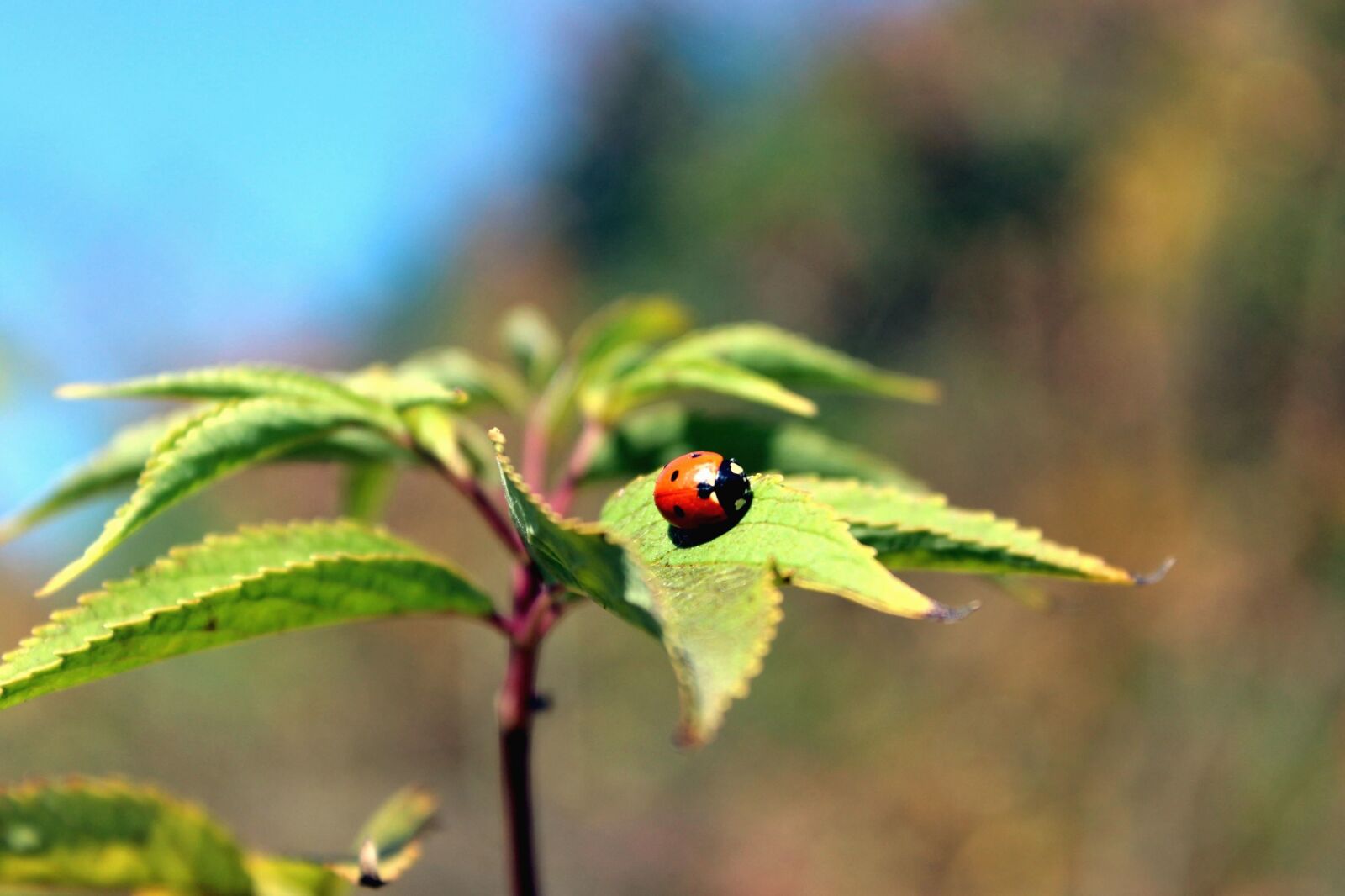 Canon EOS 600D (Rebel EOS T3i / EOS Kiss X5) sample photo. Plant, flora, green leaves photography