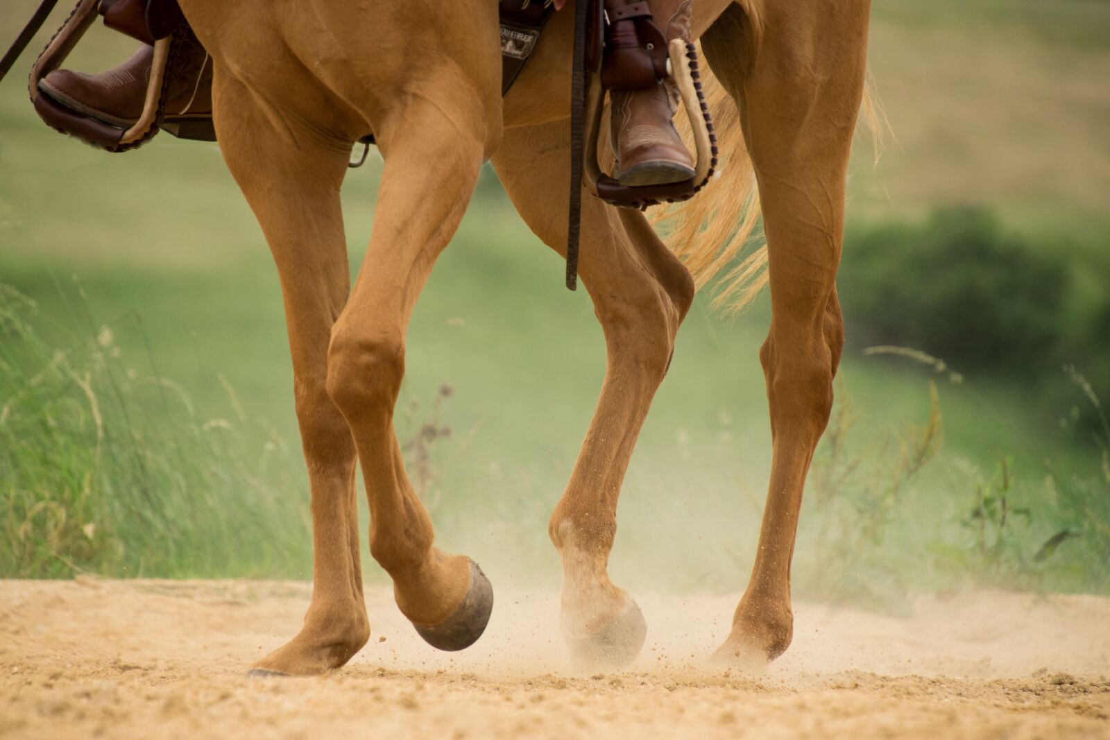 Nikon D3300 sample photo. Human, horse, trot photography