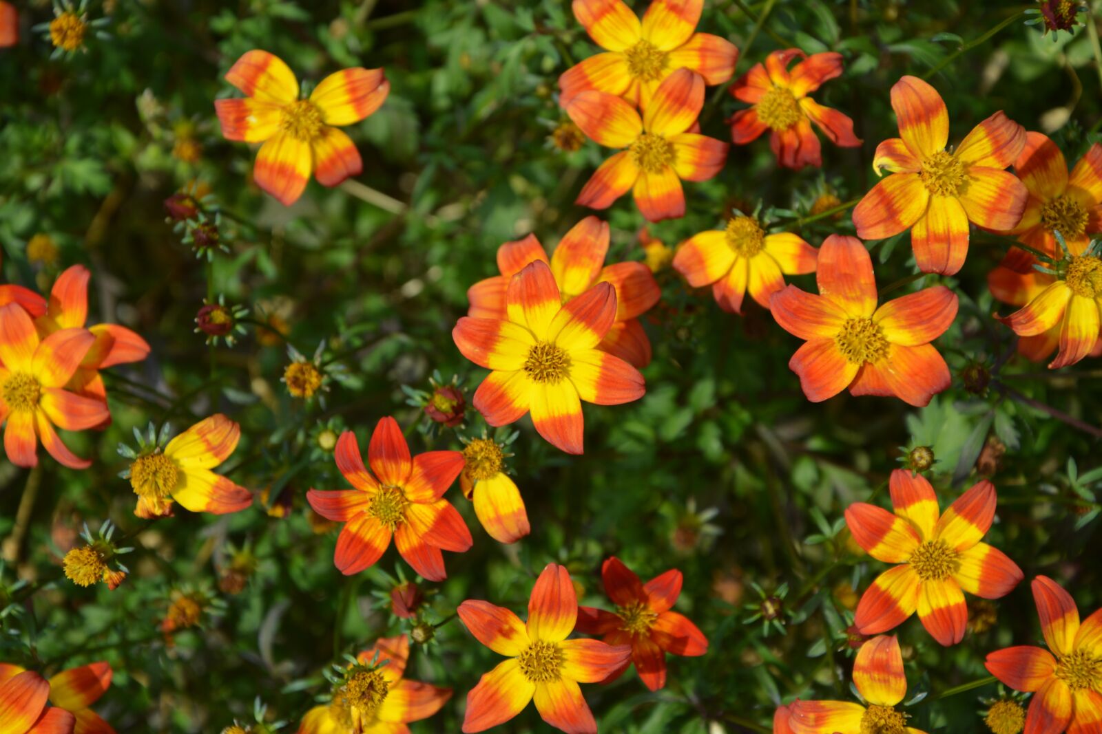 Nikon D5200 sample photo. Flowers yellow-orange, green foliage photography