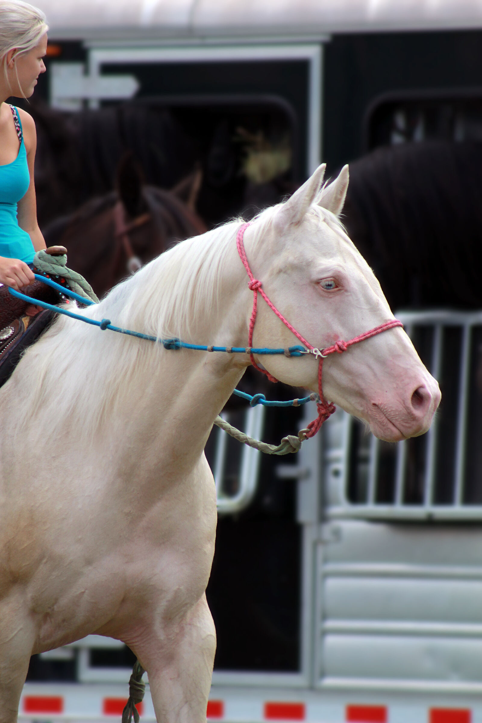 Canon EOS 1100D (EOS Rebel T3 / EOS Kiss X50) sample photo. Horse photography