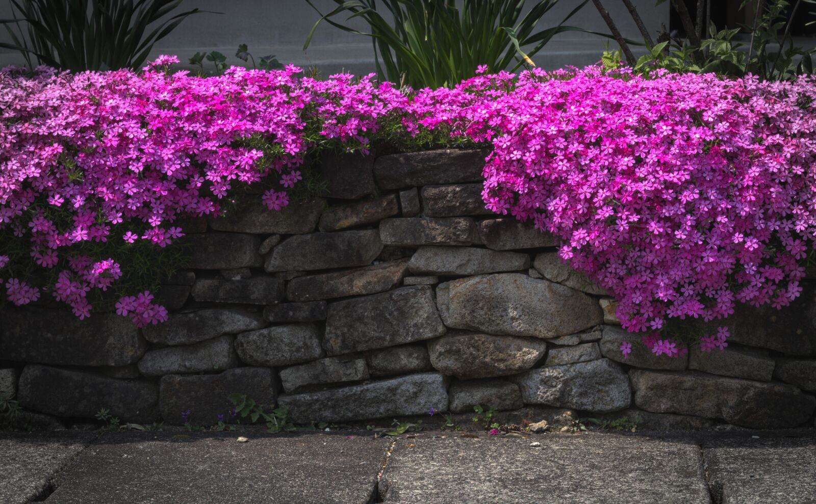 Canon EOS 200D (EOS Rebel SL2 / EOS Kiss X9) sample photo. Purple flowers, wall, stone photography