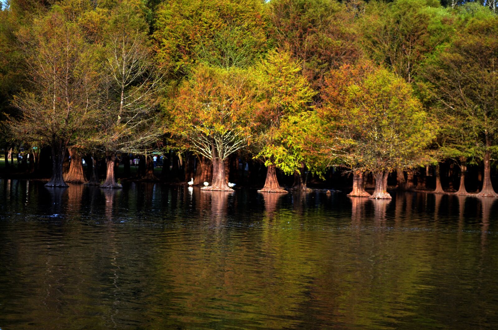 Nikon D5100 sample photo. Tree, green, nature photography