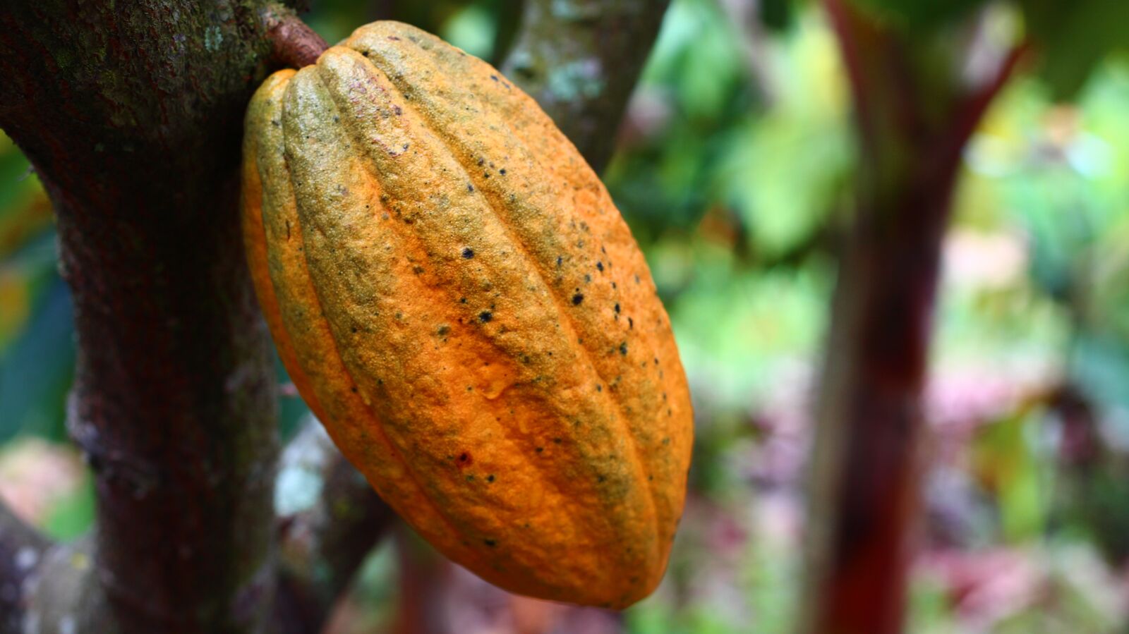 Canon EOS 650D (EOS Rebel T4i / EOS Kiss X6i) + Canon EF 50mm F1.8 II sample photo. Cocoa, cultivation, fruit photography