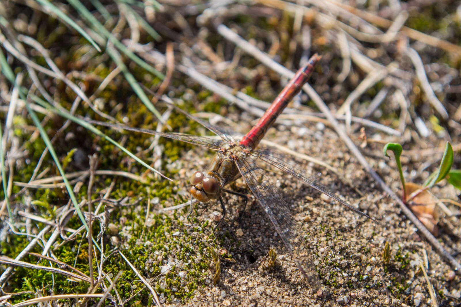 Nikon D3100 sample photo. Dragonfly, flight insect, close photography