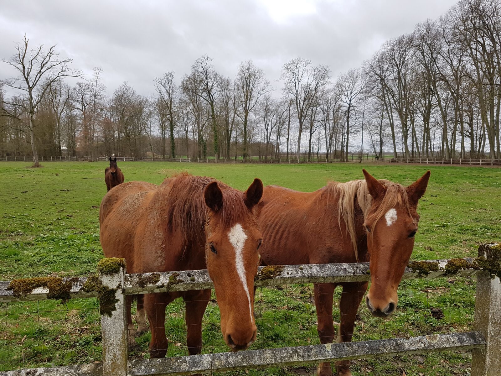 Samsung Galaxy S7 sample photo. Horses, nature, liberty photography