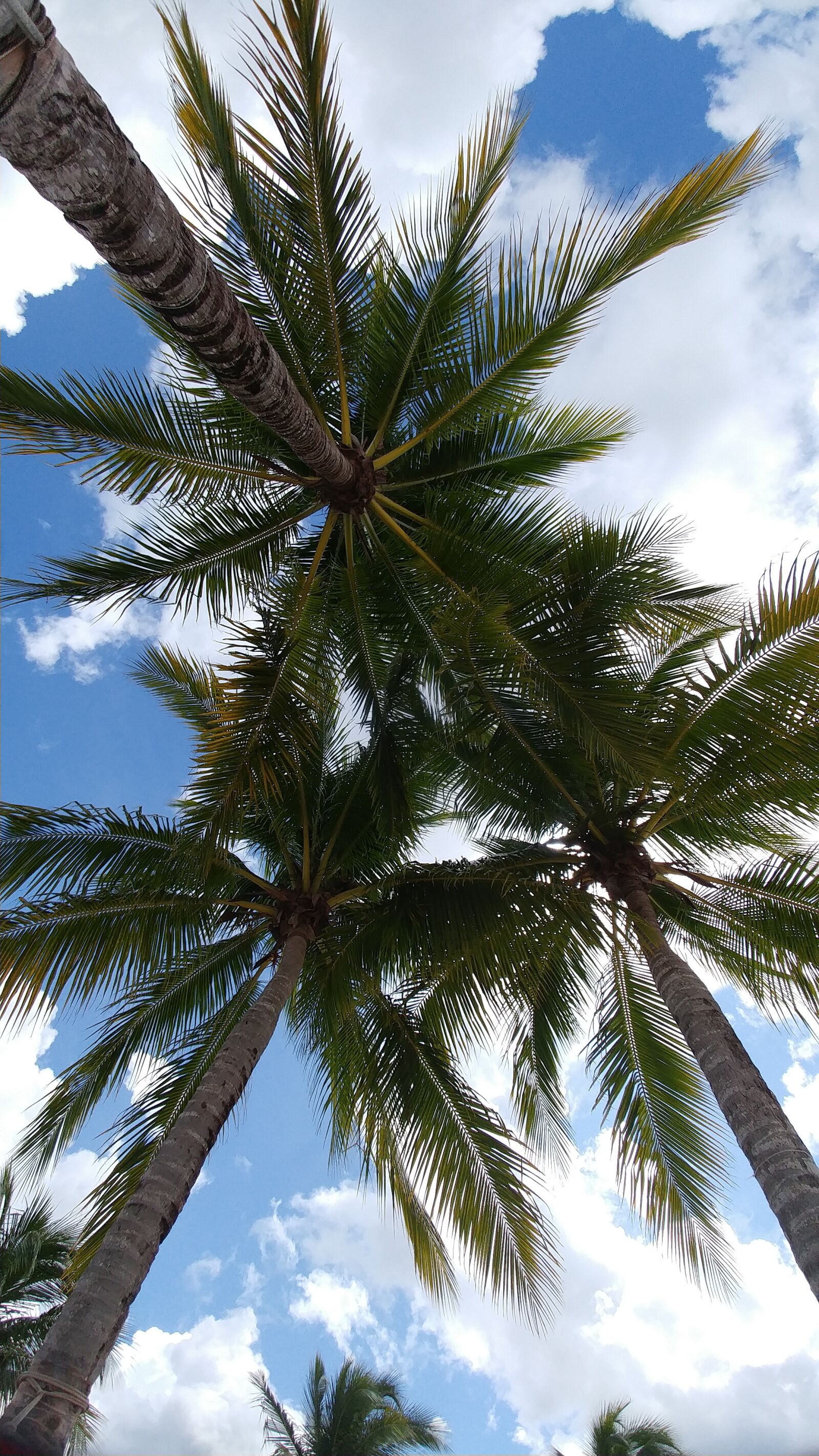 LG G5 sample photo. Palm, coconut, tree photography