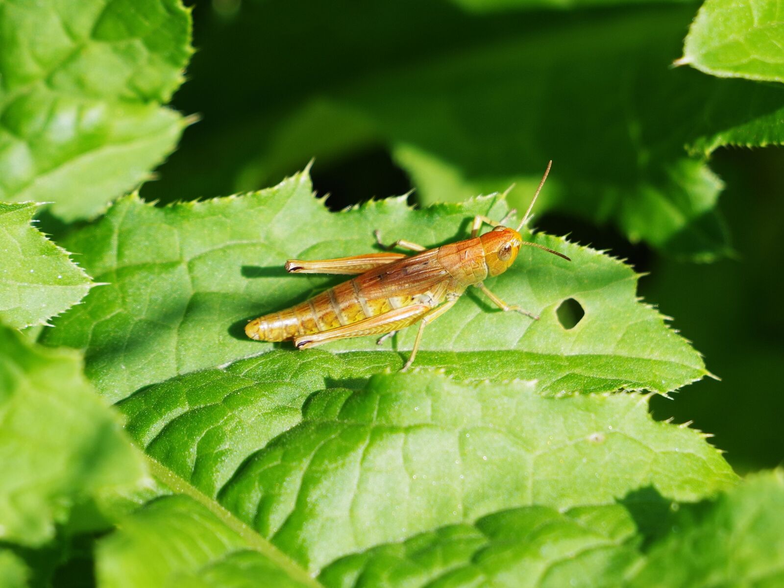 Pentax K-70 sample photo. Grasshopper, nature, insect photography