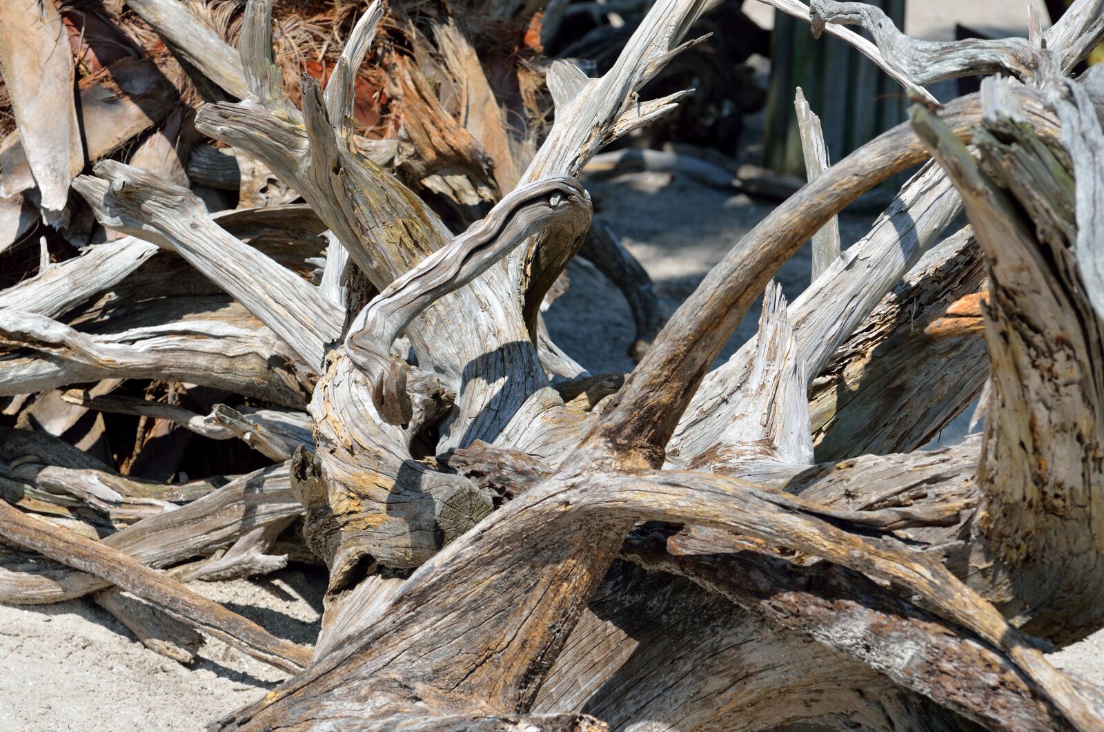 Nikon D7000 sample photo. Driftwood, beach, background photography