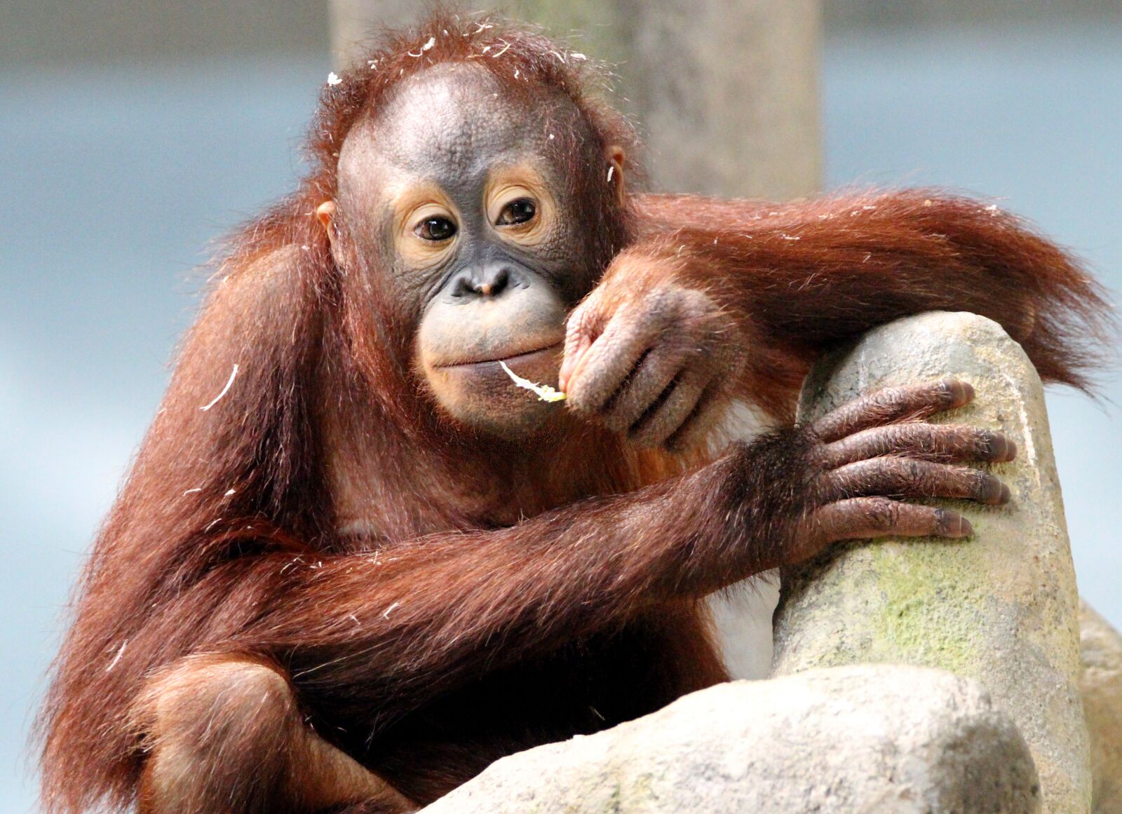 Tamron SP 150-600mm F5-6.3 Di VC USD sample photo. Ape, orangutan, primate photography