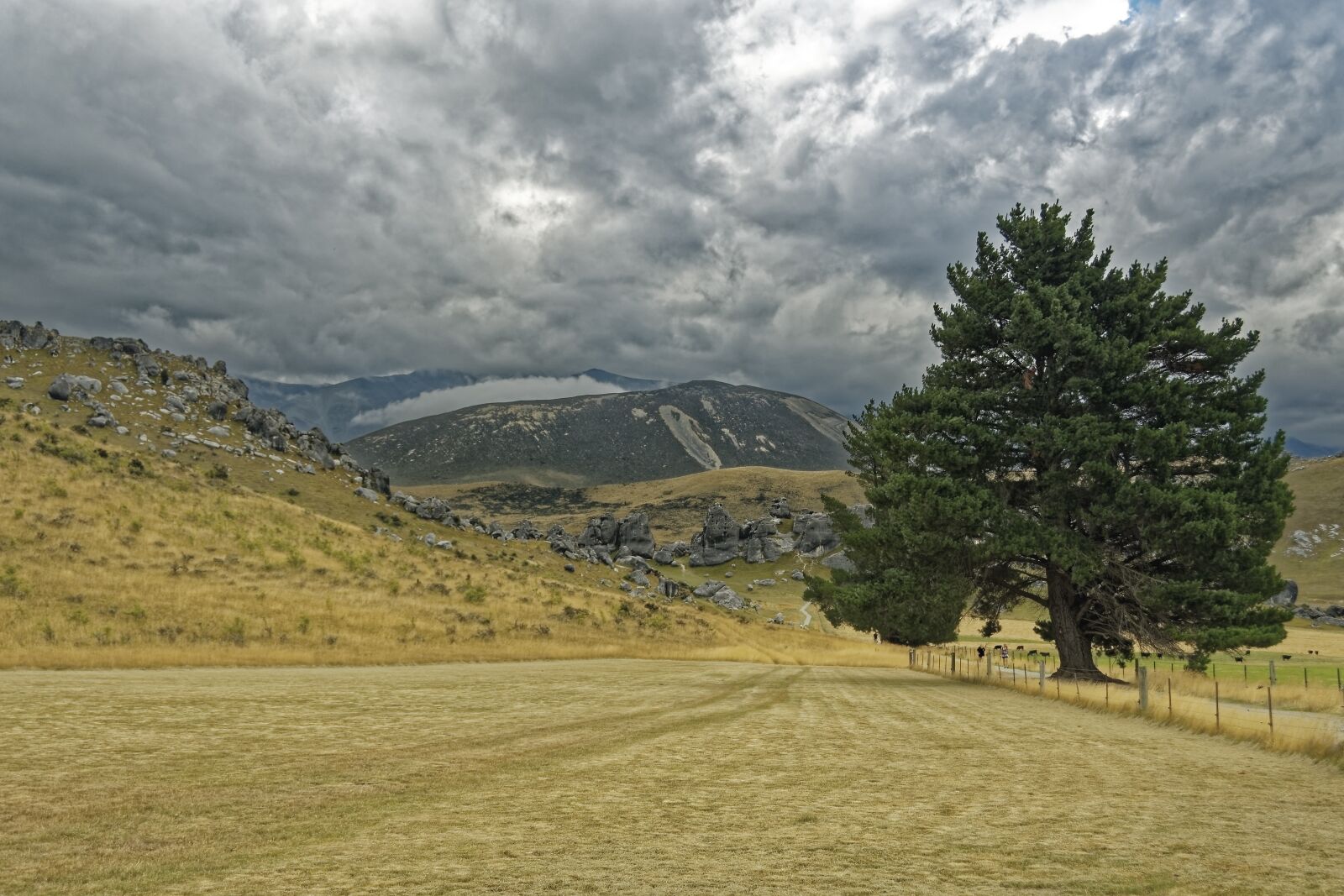 Nikon D500 sample photo. New zealand, craigieburn forest photography