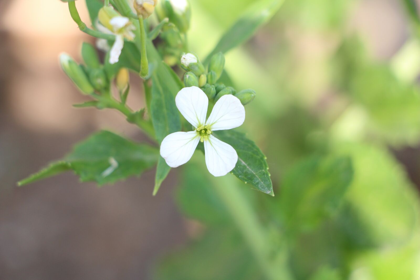 Canon EOS 700D (EOS Rebel T5i / EOS Kiss X7i) sample photo. Plant, flower, ye tian photography
