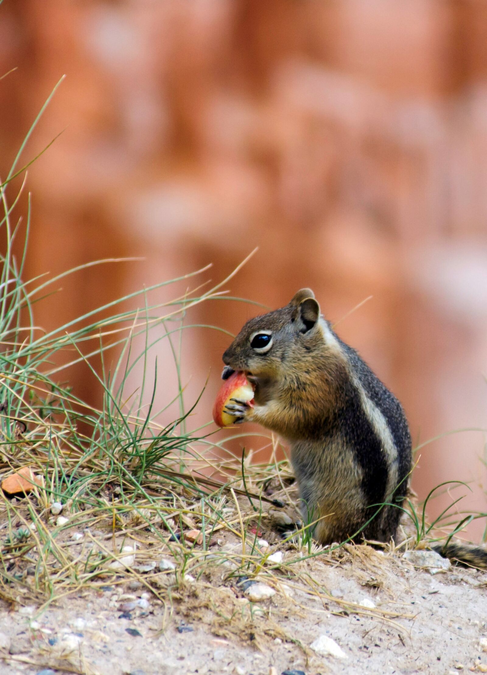 Nikon D5100 sample photo. Grey squirrel, usa, bryce photography