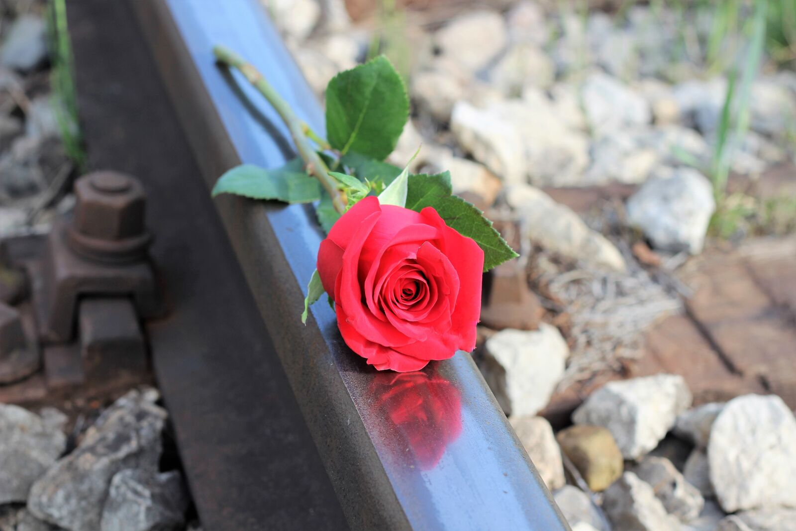 Canon EOS 600D (Rebel EOS T3i / EOS Kiss X5) + Canon EF 50mm F1.8 II sample photo. Red rose, railway, stop photography