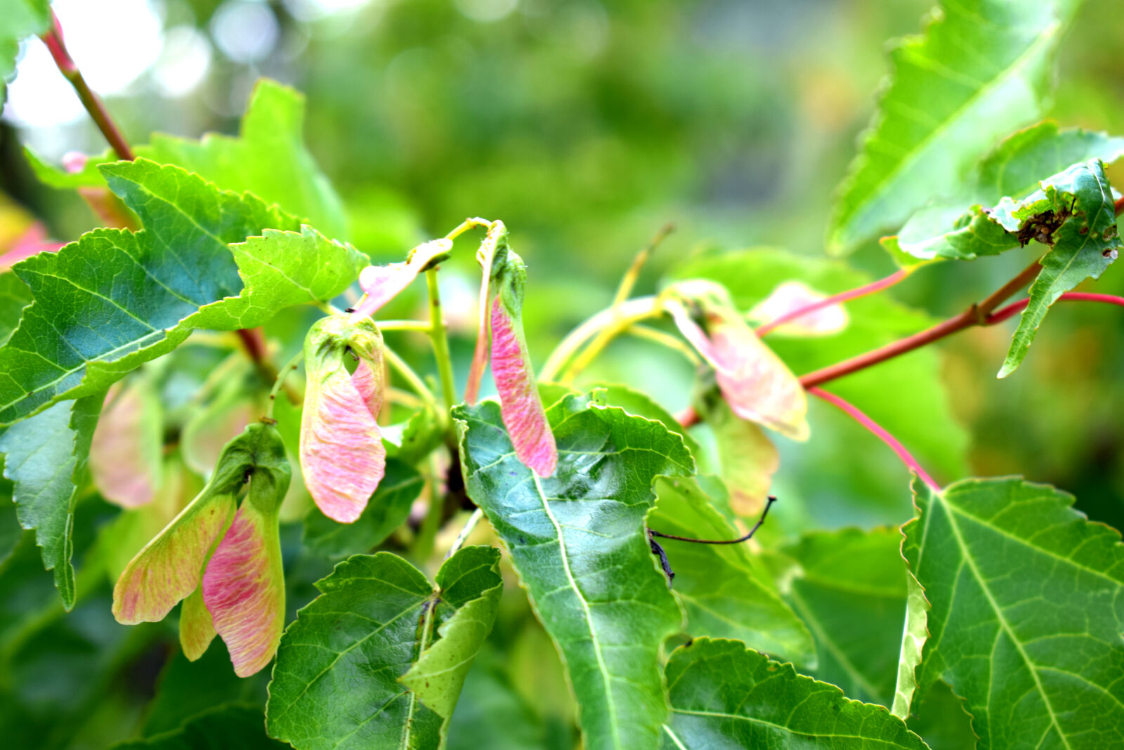 Nikon D3300 sample photo. Green, leaf, leafs, maple photography