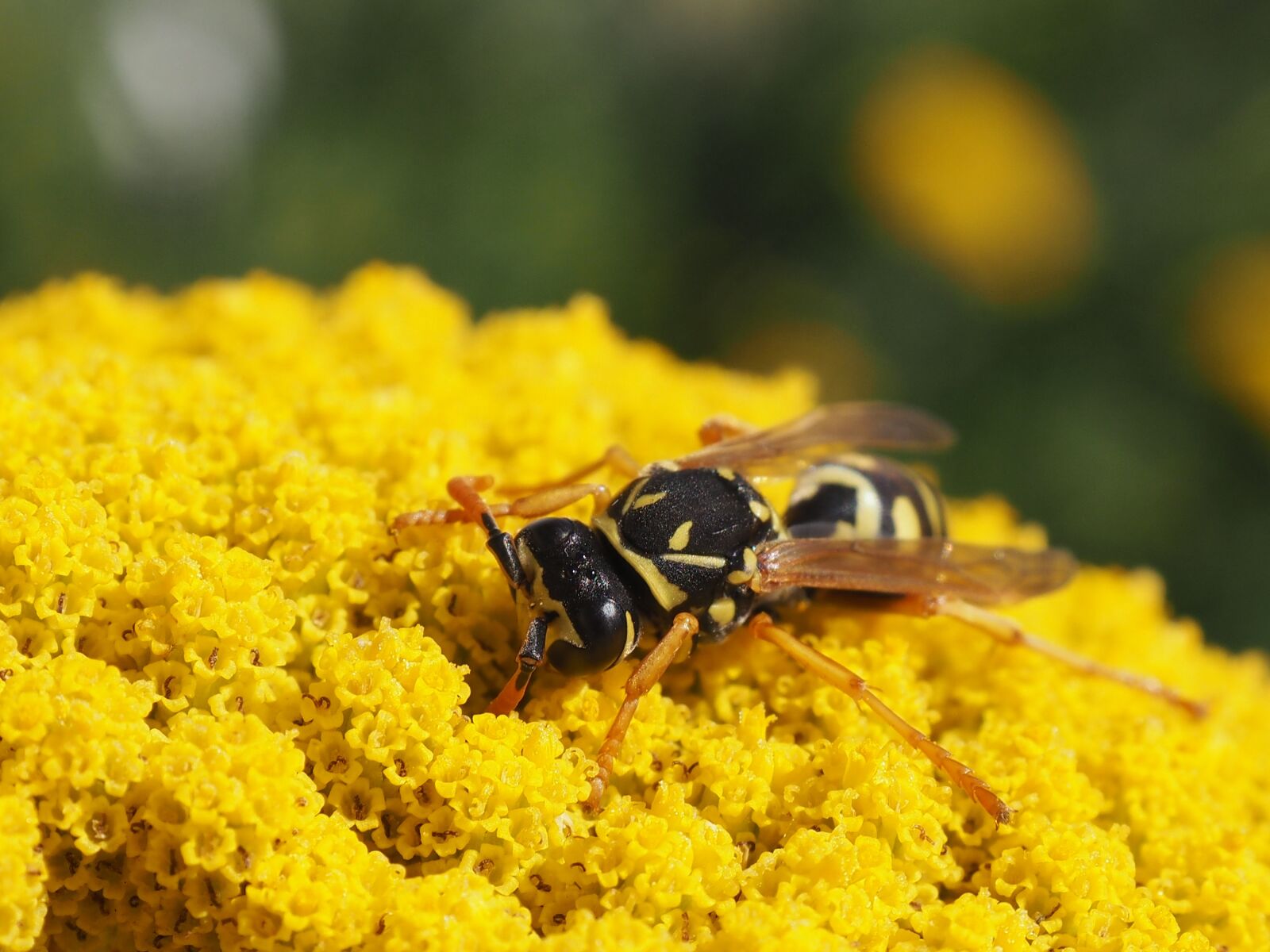 Olympus PEN E-PL7 sample photo. Pollination, wasp, yarrow photography