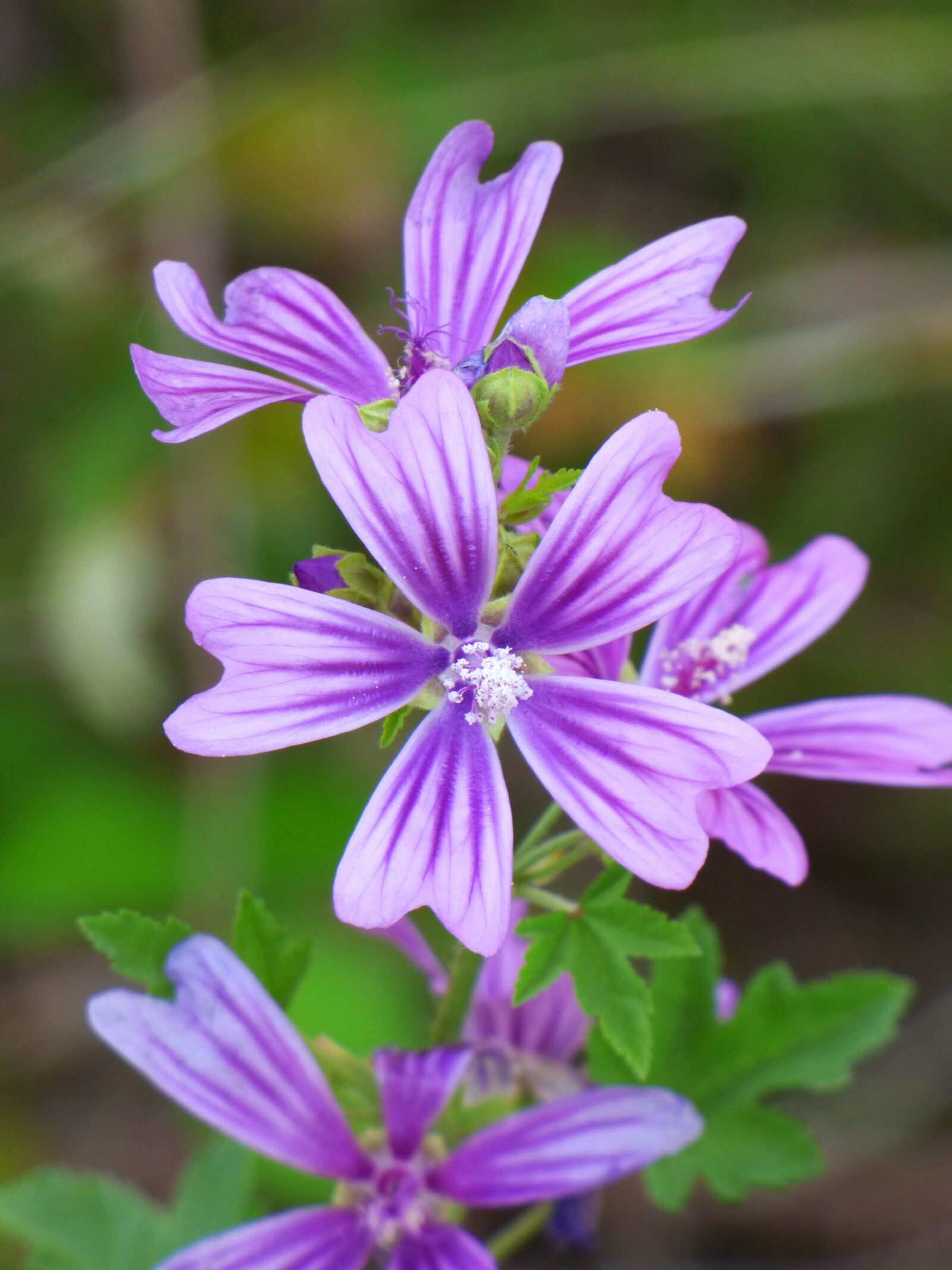Panasonic Lumix DMC-FZ70 sample photo. Mallow, flower silveste, beauty photography