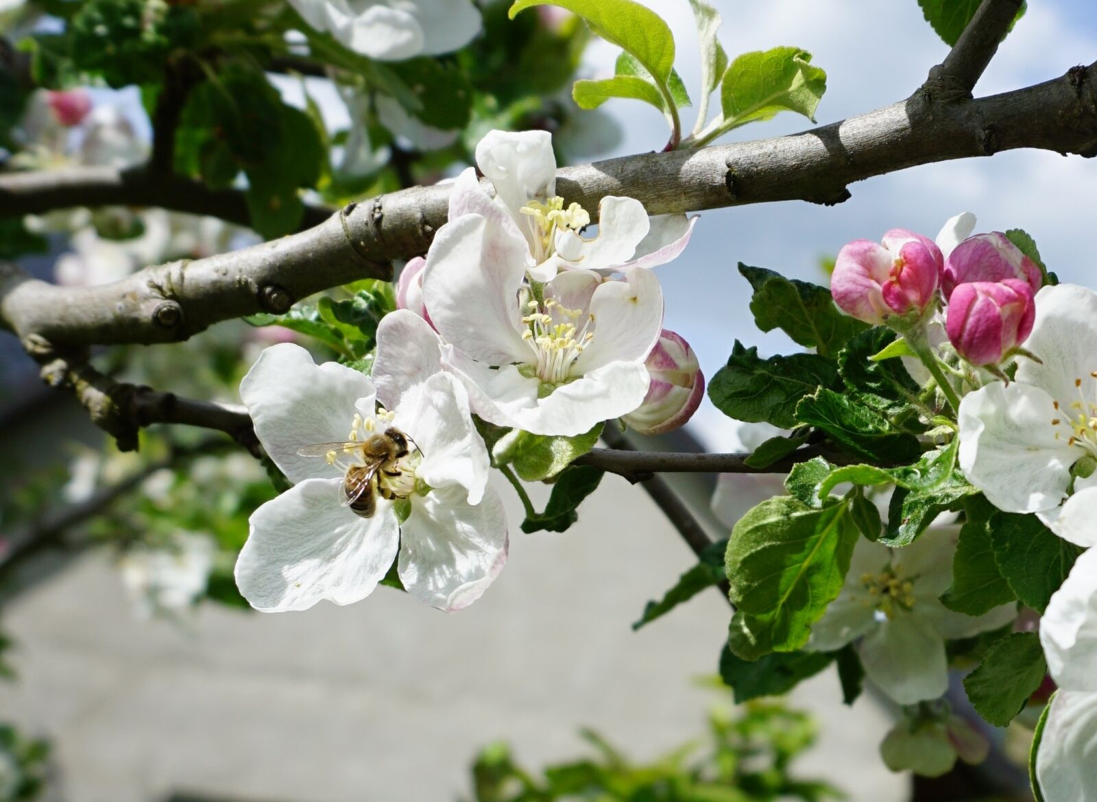 Sony a6000 sample photo. Bee, apple blossom, blossom photography