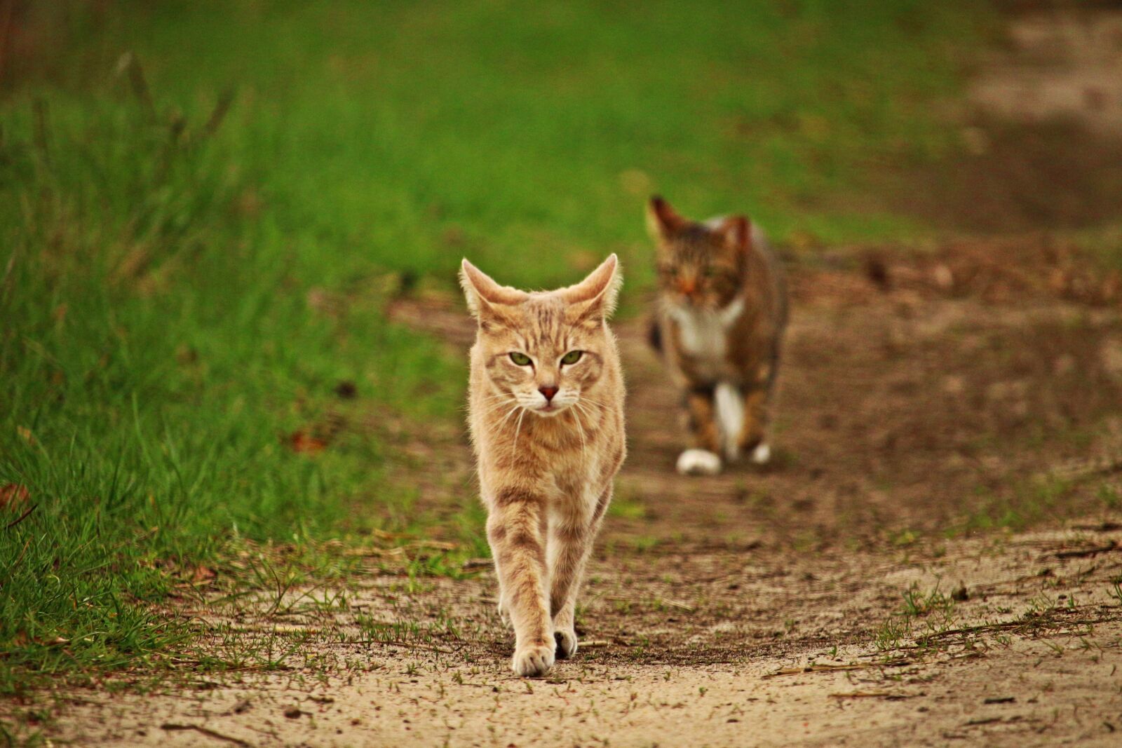 Canon EOS 100D (EOS Rebel SL1 / EOS Kiss X7) sample photo. Cat, mieze, mackerel tabby photography