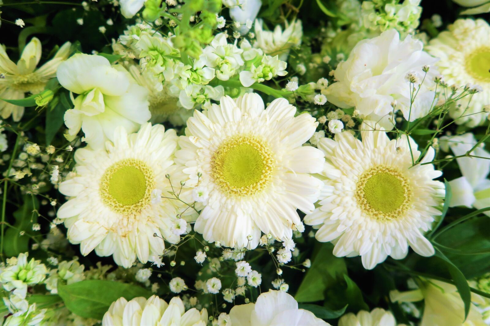 Canon PowerShot G7 X sample photo. Flower, flowers, white flowers photography