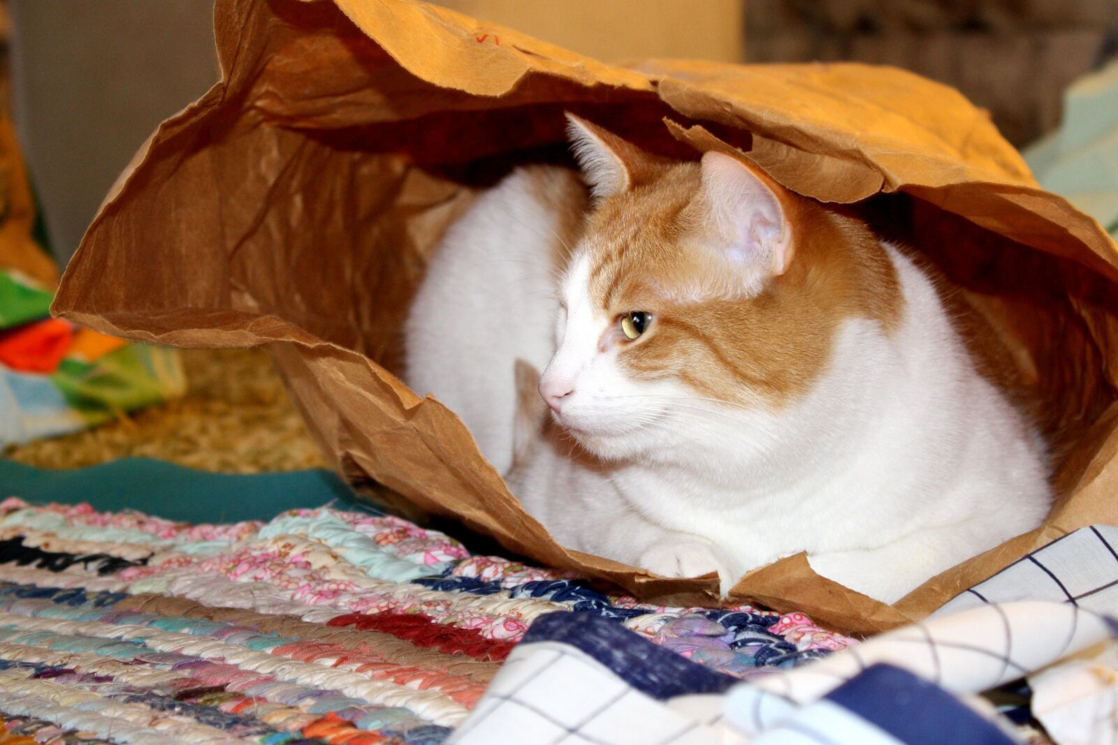 Canon EOS 1000D (EOS Digital Rebel XS / EOS Kiss F) + f/3.5-5.6 IS sample photo. Cat, paper bag photography