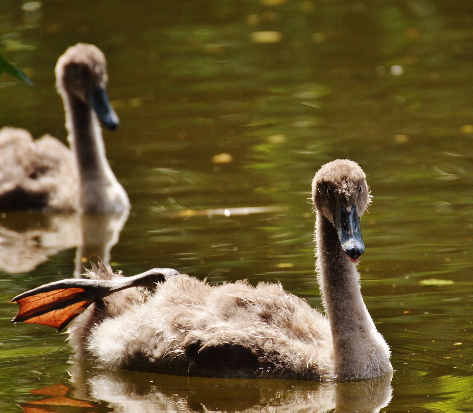 Nikon D3200 sample photo. Swans, young animals, bird photography