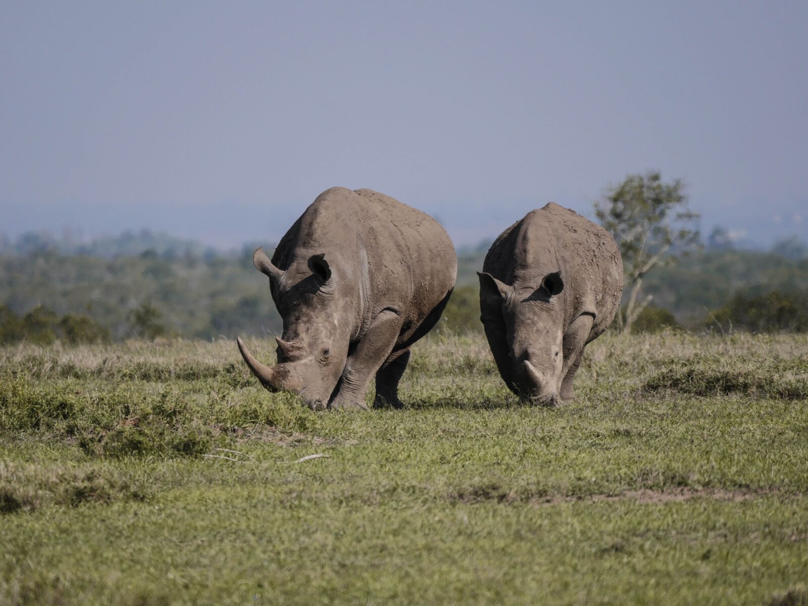 Panasonic Lumix DMC-GX8 + LEICA DG 100-400/F4.0-6.3 sample photo. Rhino, pair, eat photography