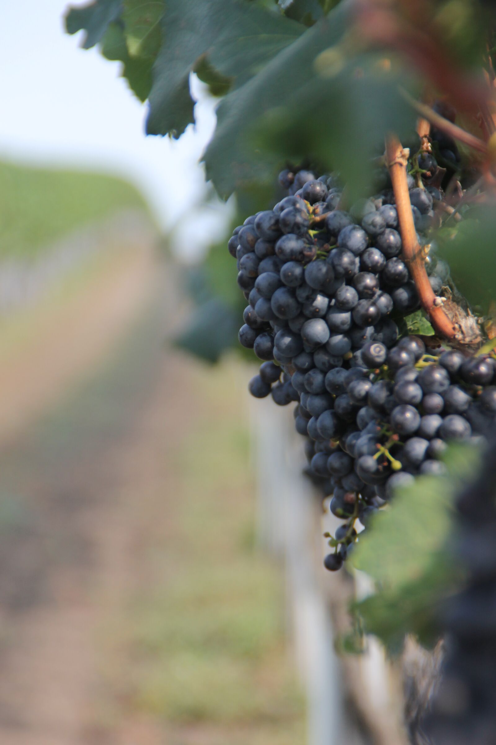 Canon EOS 1100D (EOS Rebel T3 / EOS Kiss X50) sample photo. Fruit, climber plant, vineyard photography