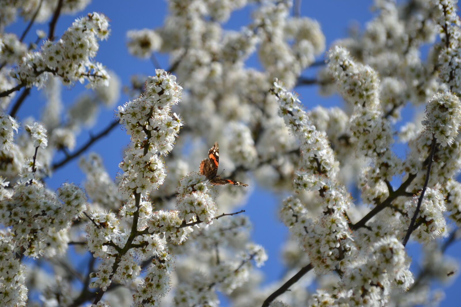 Nikon D3100 sample photo. Bloom, flowering, plant, spring photography