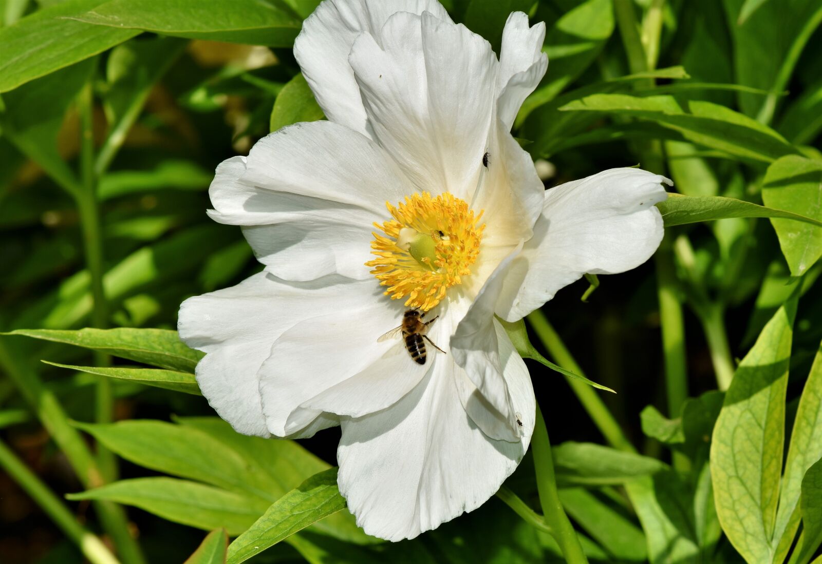 Nikon D7200 sample photo. Anemone, florets, blossom photography