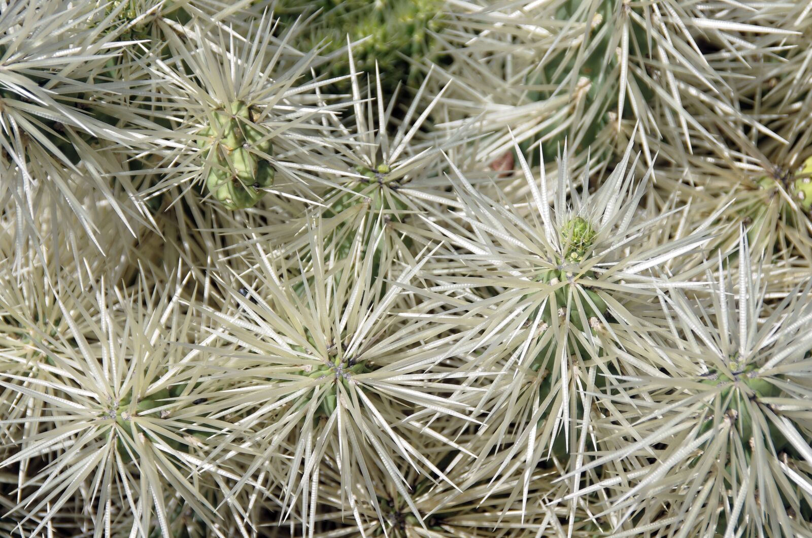 Pentax K-5 sample photo. Lanzarote, cactus, thorns photography