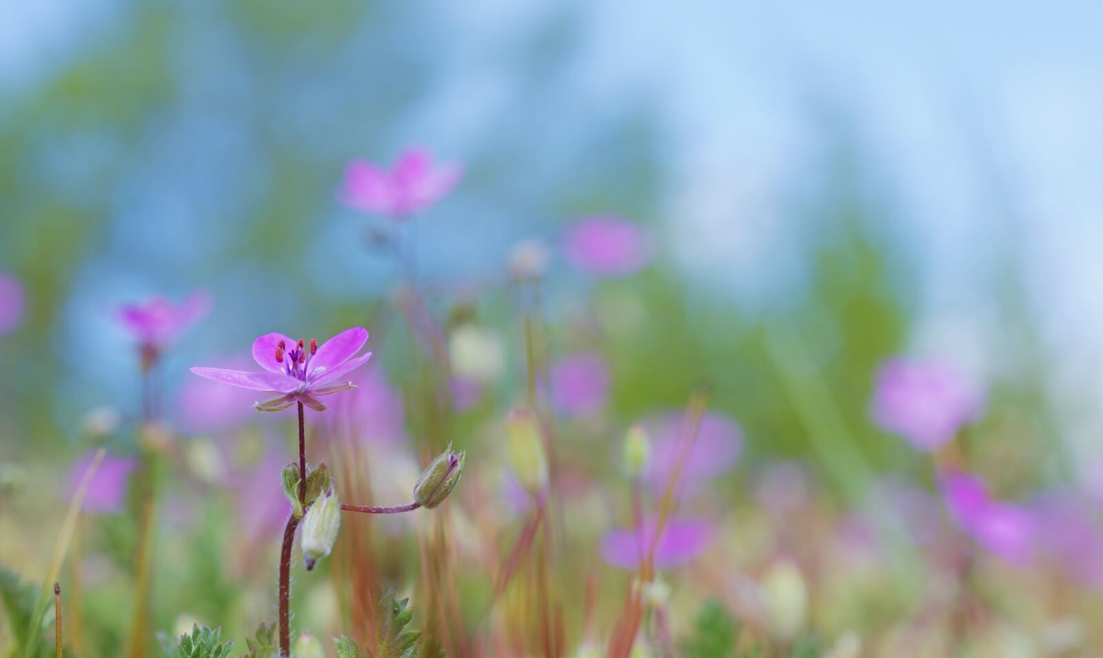 Nikon D5600 sample photo. Ruprecht herb, pointed flower photography