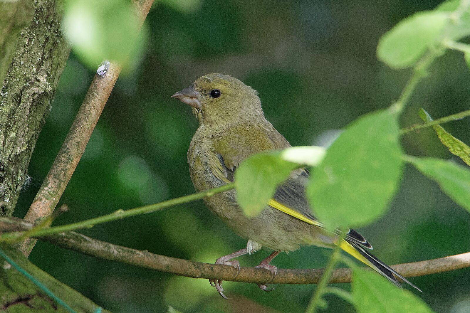 Canon EOS 7D Mark II sample photo. Greenfinch, bird, birdlife photography