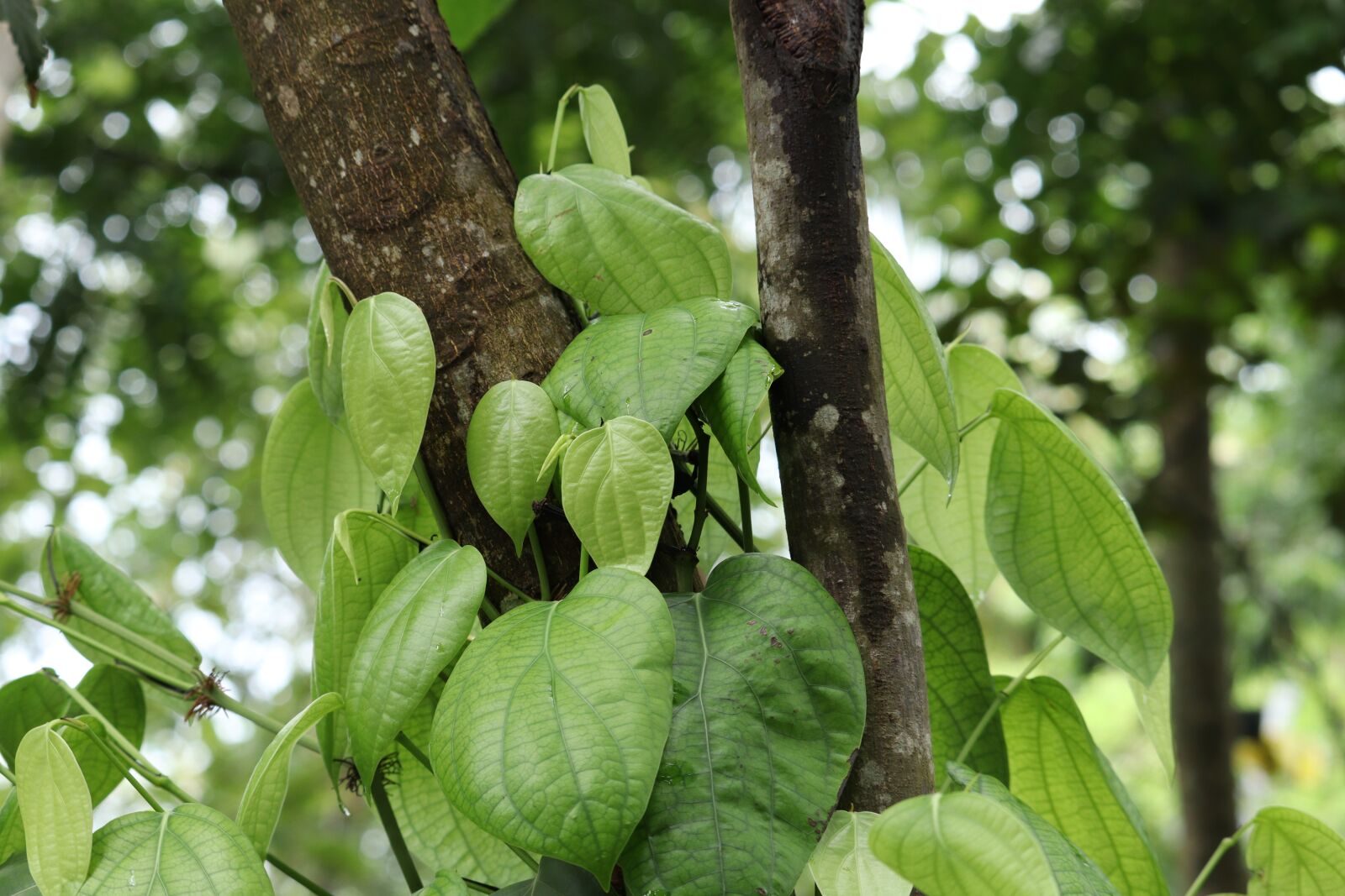 Canon EOS 250D (EOS Rebel SL3 / EOS Kiss X10 / EOS 200D II) sample photo. Leaf, nature, green photography